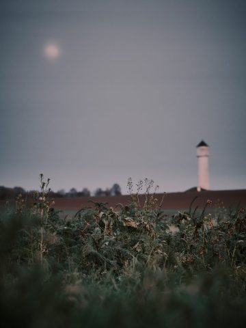 Paysage crépusculaire avec des plantes sauvages au premier plan, une tour blanche et la lune en arrière-plan