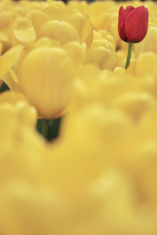 Une seule tulipe rouge contrastant au milieu d'un vaste champ de tulipes jaunes au printemps