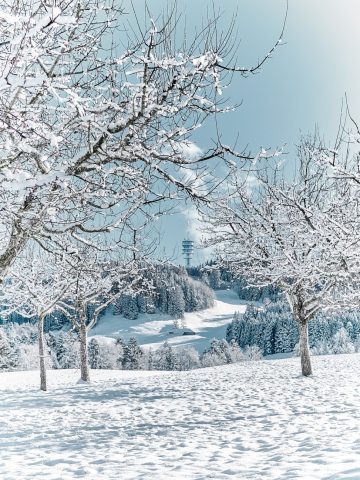 Paysage d'hiver ensoleillé avec des arbres recouverts de neige et une tour de communication en arrière-plan