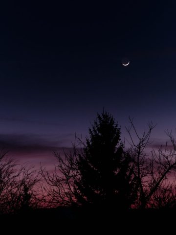 Silhouette d'un sapin se découpant sur un ciel nocturne violet et rouge avec un croissant de lune