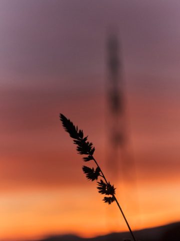 Silhouette d'une herbe sauvage en gros plan devant un coucher de soleil aux couleurs chaudes orange et violettes