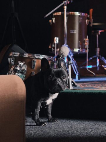Petit chien bouledogue français noir se tenant debout devant une batterie dans un studio de musique