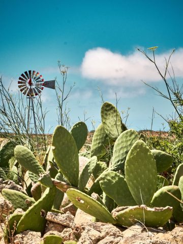 Grand cactus de type figuier de Barbarie au premier plan avec un moulin à vent traditionnel en métal sous un ciel bleu à Malte.